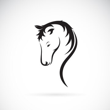 Vector of a horse head on white background. Wild Animal