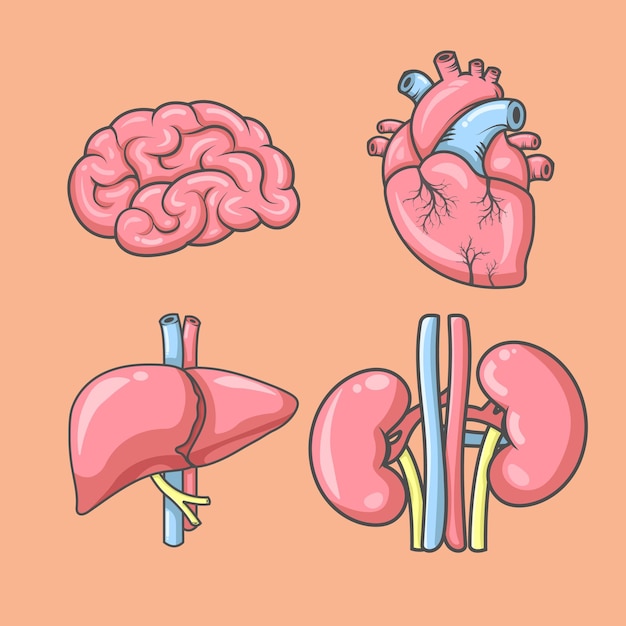 Vector vector human organs isometric icons heart brain liver kidney illustration stickerpack