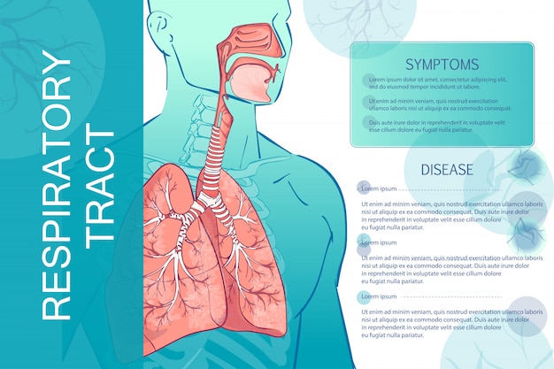 Vector human respiratory system