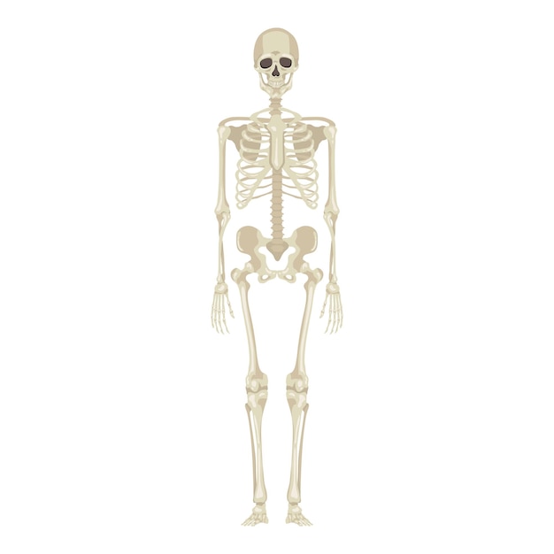 Vector human skeleton anatomical illustration