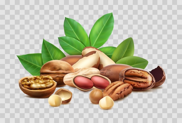 Vector icon different nuts hazelnut macadamia brazilian nut shelled unshelled leaves isolated