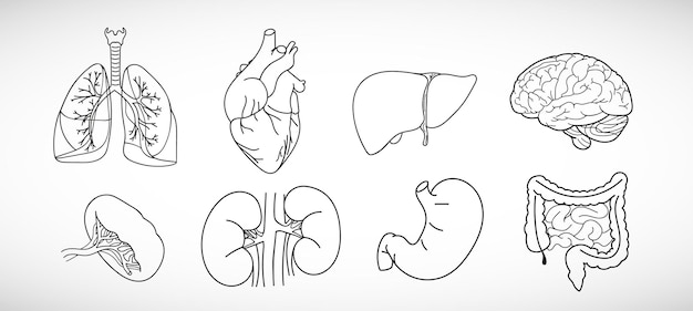 Vector icon set of human internal organs