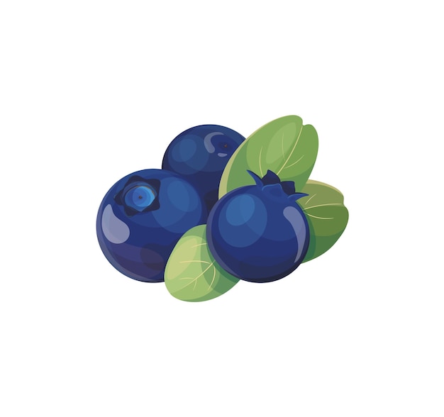 Vector icoon van realistische bosbes Zoete blauwe bessen geïsoleerd op een witte achtergrond Blueberry icon