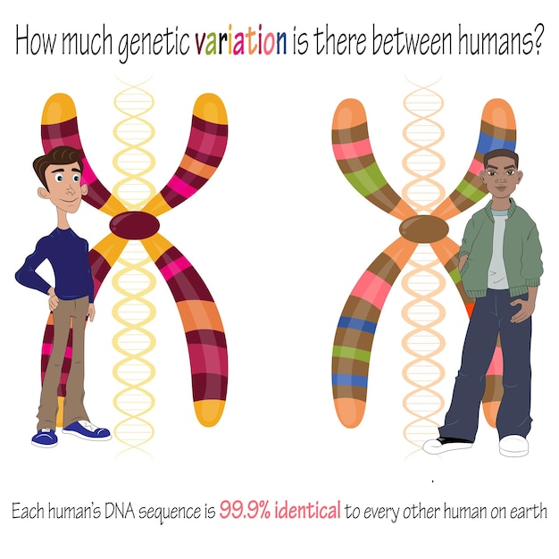 vector illustratie cartoon diagram van de genetische variatie tussen verschillende menselijke populaties