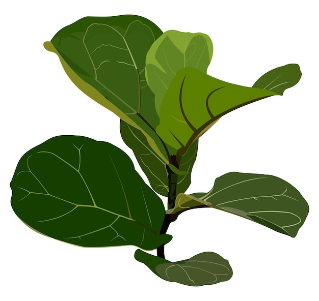 Vector vector illustratie fiddleleaf vijg ketapang biola