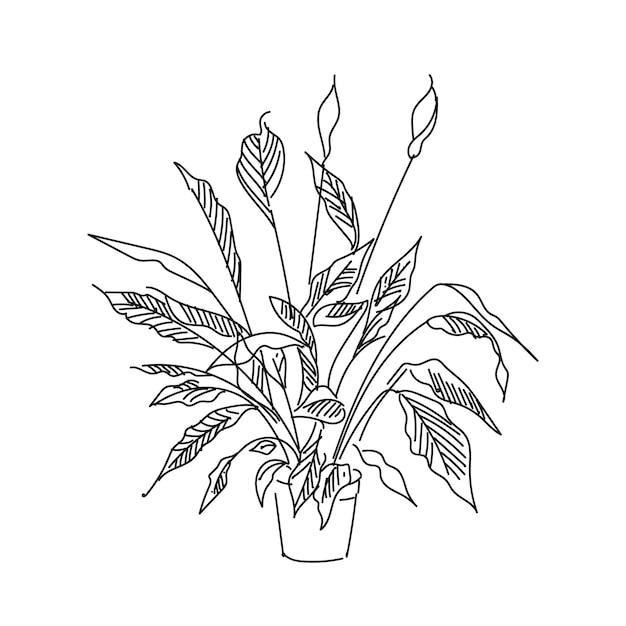 Vector illustratie hand tekenen spathiphyllum decoratieve huis plant lineaire contour tekening