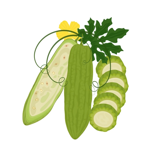 Vector illustratie Logo Clip Art Hele en halve bittere meloen of bittere pompoen