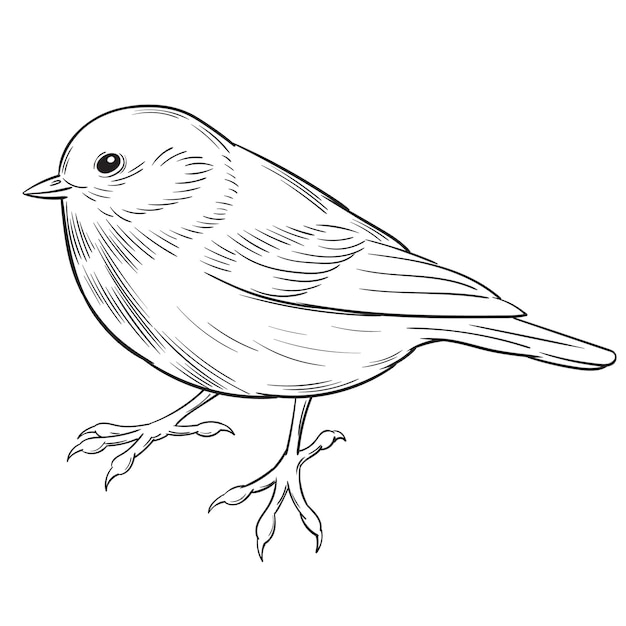 Vector illustratie ofsmall bosvogel koolmees