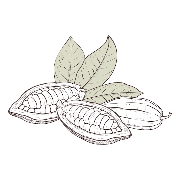 Vector illustratie set grijze cacaobladeren rauwe ongeschilde bonen zwarte omtrek van grafische tak