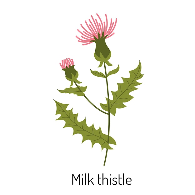 Vector vector illustratie van een mariadistel bloem in een vlakke stijl geïsoleerd op een witte achtergrond medische kruiden en geneeskrachtige planten