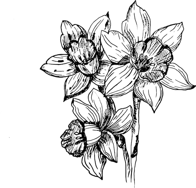 vector illustraties van narcissus Narcissus gemarkeerd op een witte achtergrond Vector graphics