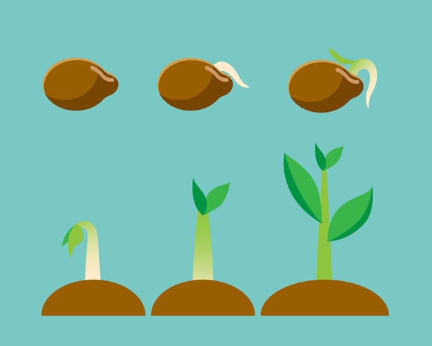 Vector vector illustration about seed, plant growing process.