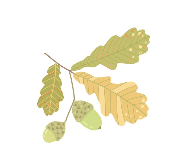 Vector illustration of acorns and oak leaves Illustration for book postcards posters advertising packaging placard