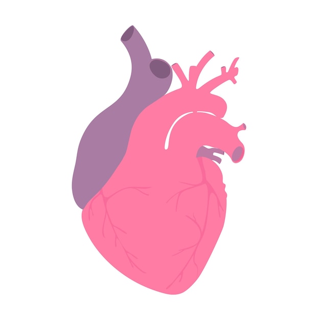 vector illustration anatomy human medical vector heart