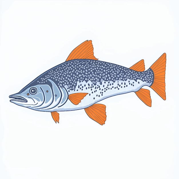 Vettore illustrazione vettoriale di pesce salmerino alpino