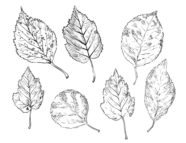 Illustrazione vettoriale autunno disegno a mano foglie di forma diversa biancospino rosa canina rowan outline