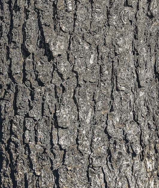 Векторная иллюстрация История турецкой ореховой коры Латинское название Corylus colurna