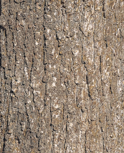 Векторная иллюстрация История турецкой ореховой коры Латинское название Corylus colurna