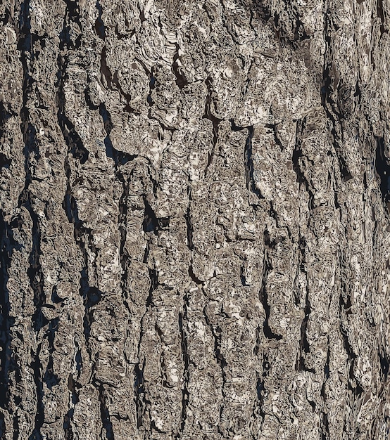 Векторная иллюстрация История турецкой ореховой коры Латинское название Corylus colurna