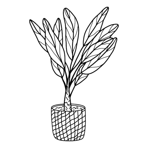 Vettore illustrazione vettoriale di una palma di banana in un cesto di vimini per il tuo design