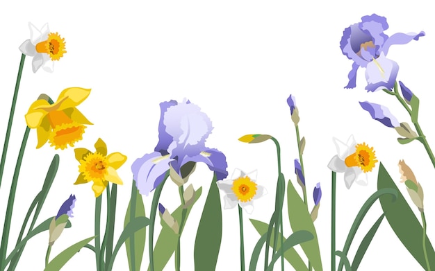 Illustrazione vettoriale di un modello di banner con fiori primaverili. fiori di iris, narcisi bianchi e gialli