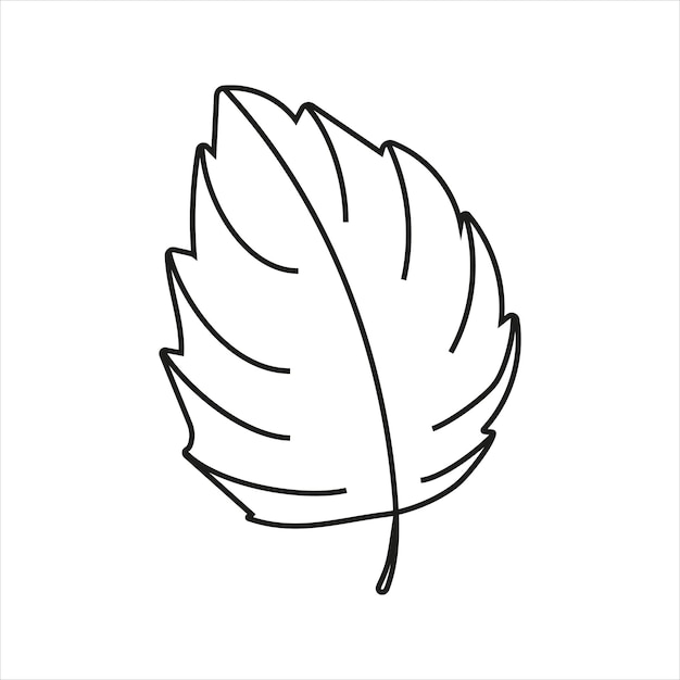 Vector illustration of basil leaf in doodle style