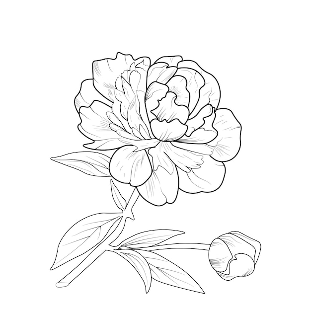 Vector vector illustration of a beautiful peony flower bouquet, isolated flower hand-drawn vector sketch.