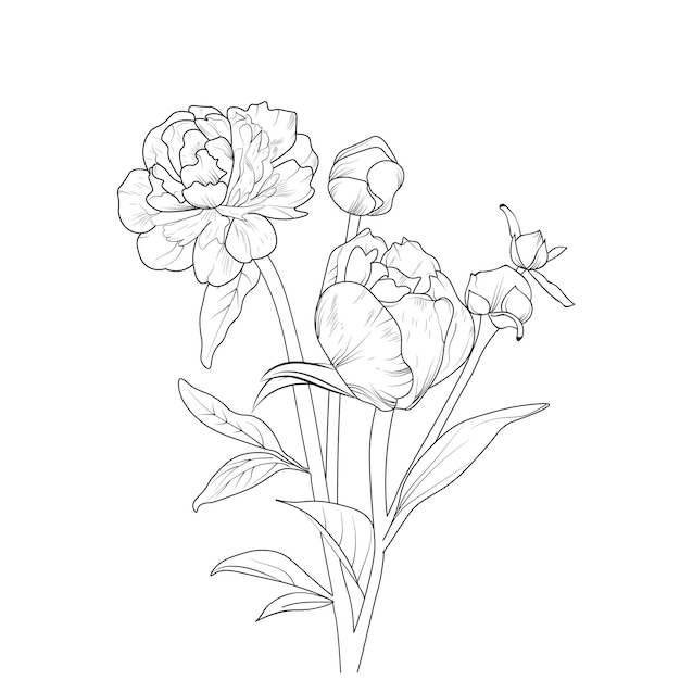 Vector illustration of a beautiful peony flower bouquet,\
isolated flower hand-drawn vector sketch.