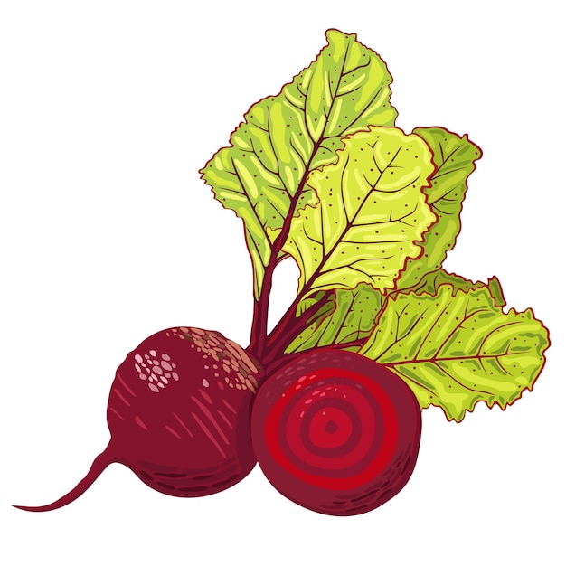 Vector illustration of beetroot isolated on white background.