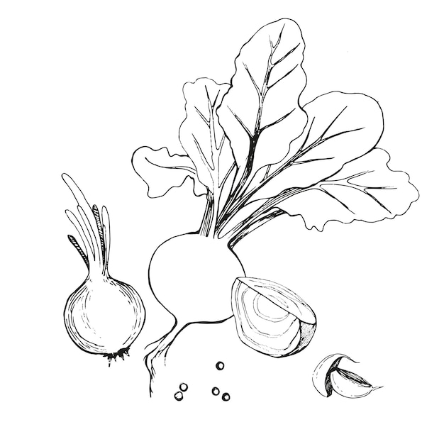 Vector illustration beetroot with tops beetroot slice onion drawn in black outline in vector on a