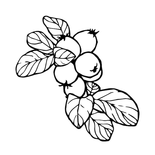 Vector illustration berries on a branch with leaves hand line contour on white background