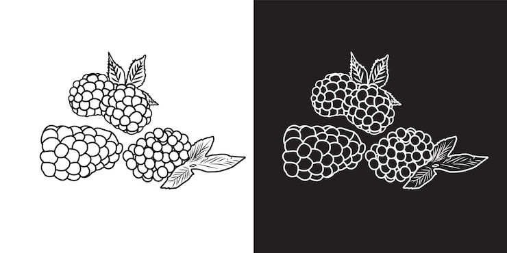 Vector vector illustration of berries strawberries blueberries raspberries blackberries on black