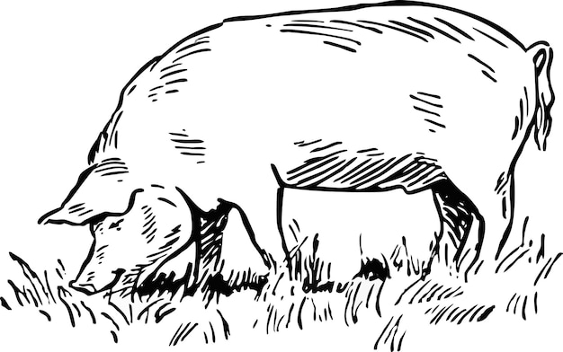 Vector illustration big pig engraving style