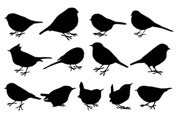 Vector vector illustration of black silhouettes of small forest birds isolated on white background