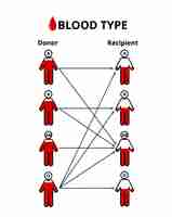 Vector vector illustration of blood types blood donation blood transfusion