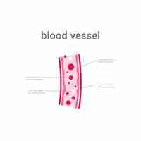 Vector vector illustration of blood vessels concept design