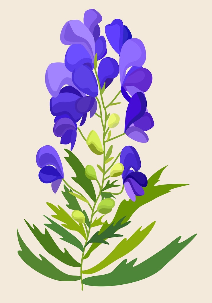 Vector vector illustration of blue aconite isolated on light background