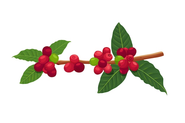 vector illustration of a branch of a coffee tree with ripe coffee berries