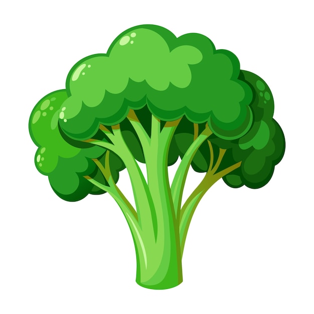 Vector of illustration broccoli on white