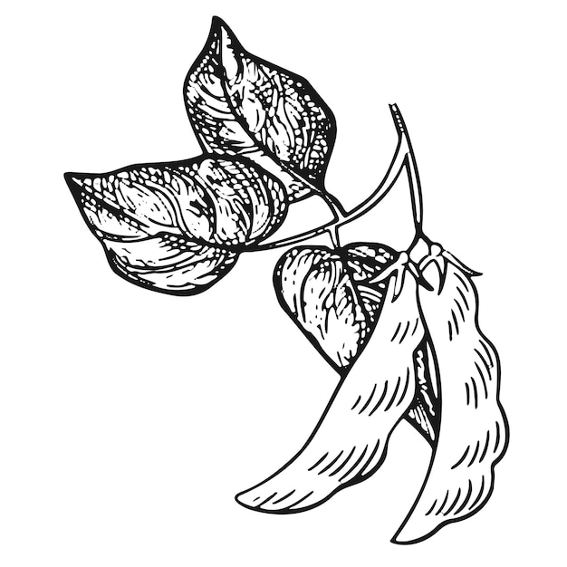 Illustrazione vettoriale grappolo d'uva da vino con foglia - simbolo, icona, elemento di design della confezione, motivo ornamentale astratto su sfondo bianco. illustrazione vettoriale