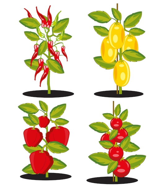 Векторная иллюстрация куста со спелым урожаем овощей