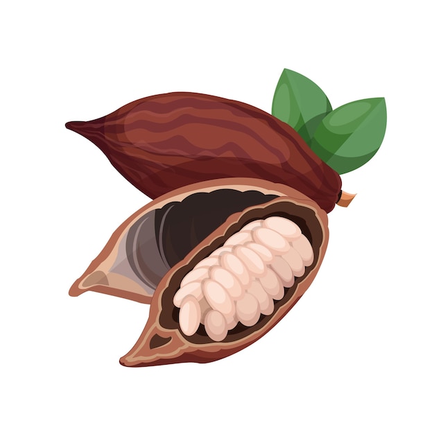 Vettore illustrazione vettoriale di fave di cacao su sfondo bianco