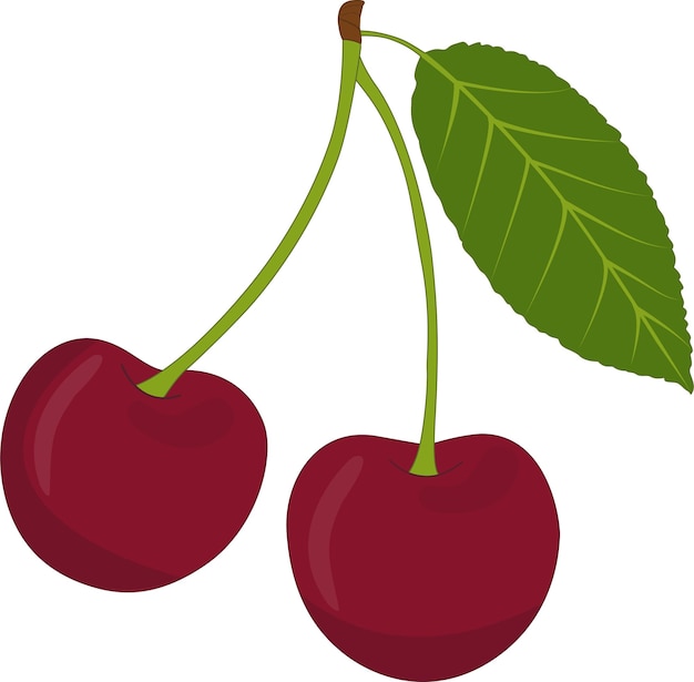 Vector illustration of a cherry tree Vector illustration of a cherry used for magazines books