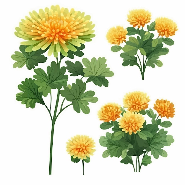 Vector vector illustration of chrysanthemum flower