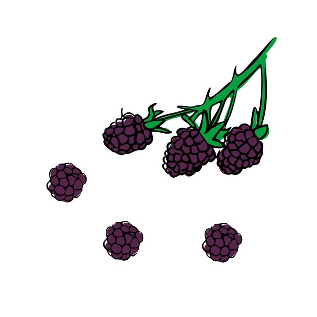 Vector vector illustration of colored blackberries on a white isolated background