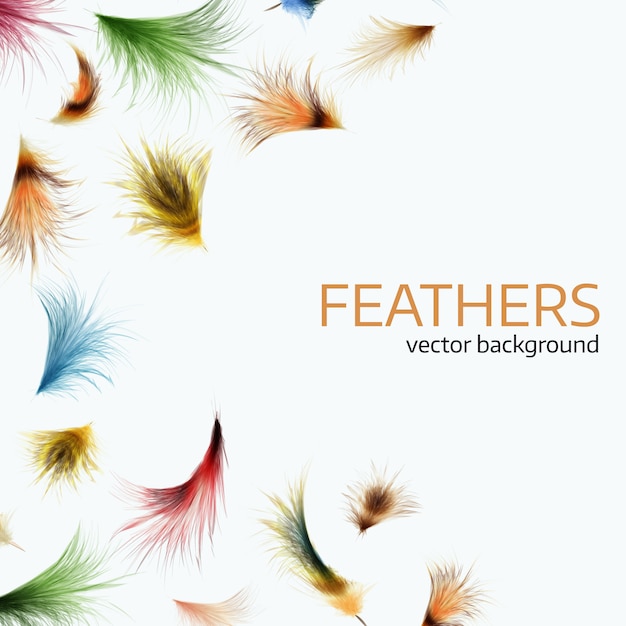 Vector vector illustration of  colorful  exotic feathers.