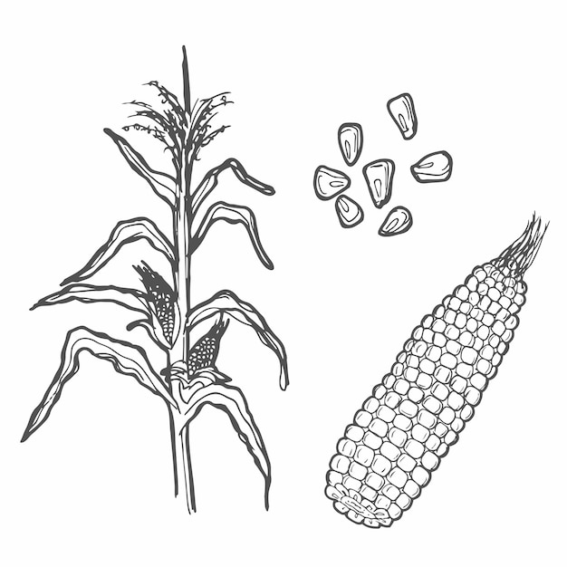 Vettore illustrazione vettoriale della pianta di mais e del mais con semi di mais pianta agricola