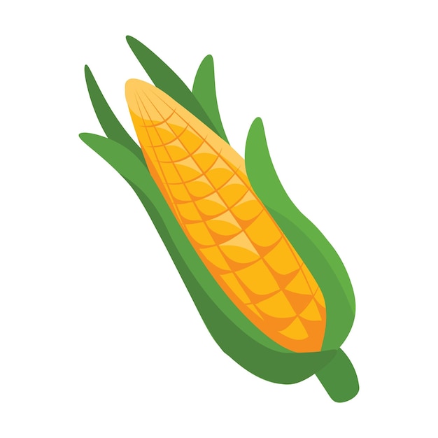 Vector vector illustration of a corncob on white background