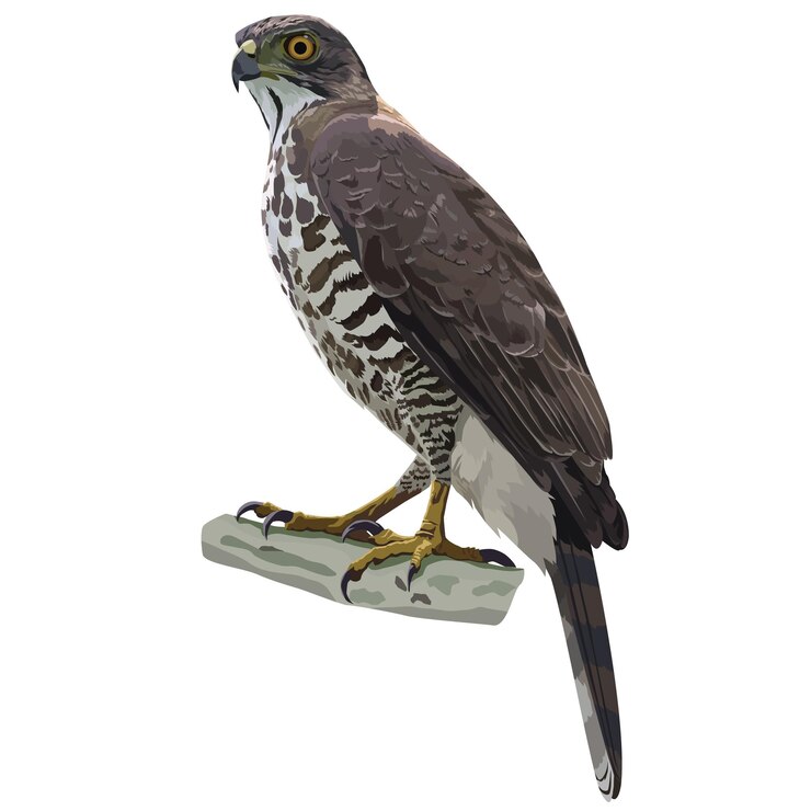 Vector vector illustration of crested goshawk perched on a branch