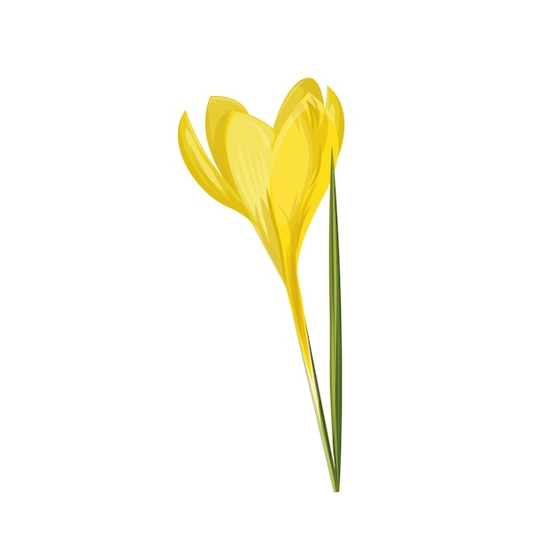 Vector illustration of crocus flower